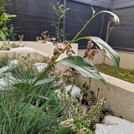 Z Ogrodem Przy Orlej